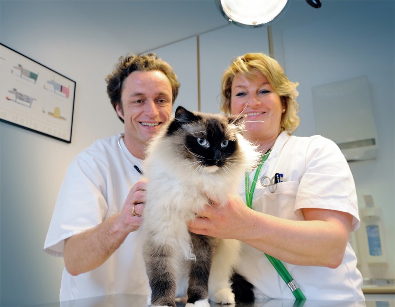 Man sollte mit seiner Katze regelmäßig zum Tierarzt gehen, damit ihr nichts passiert und sie nicht krank wird.