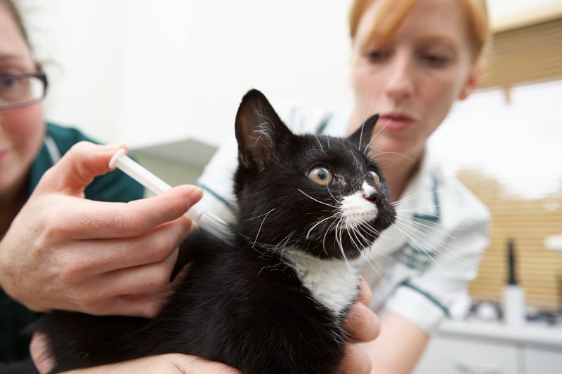 Wenn du mit deiner Katze ins Ausland oder in Deutschland verreisen möchtest, muss sie geimpft sein.