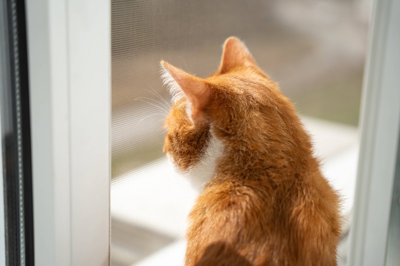 Fensterplätze sollten für Katzen sicher gestaltet sein.