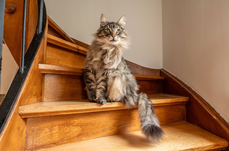 Kannst du etwas dagegen tun, wenn deine Katze Fliegen und Wespen jagt?