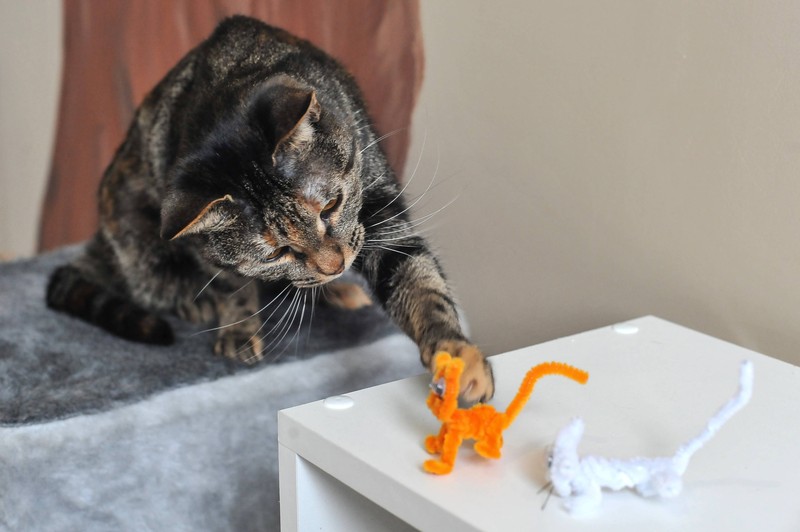 Katzen können aktiv vom Jagen abgehalten werden.