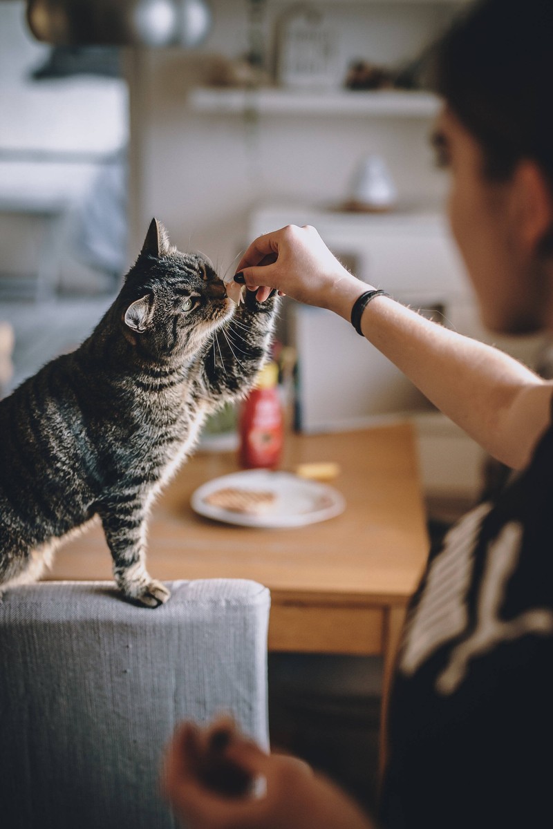 Katzen sollen gezielt belohnt werden.