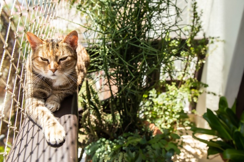Katzen sollten davor bewahrt werden, Wespen vom Balkon aus zu jagen – das kann gefährlich werden.