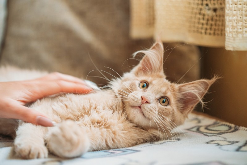 Was kannst du tun, wenn deine Katze von einer Biene gestochen wurde?