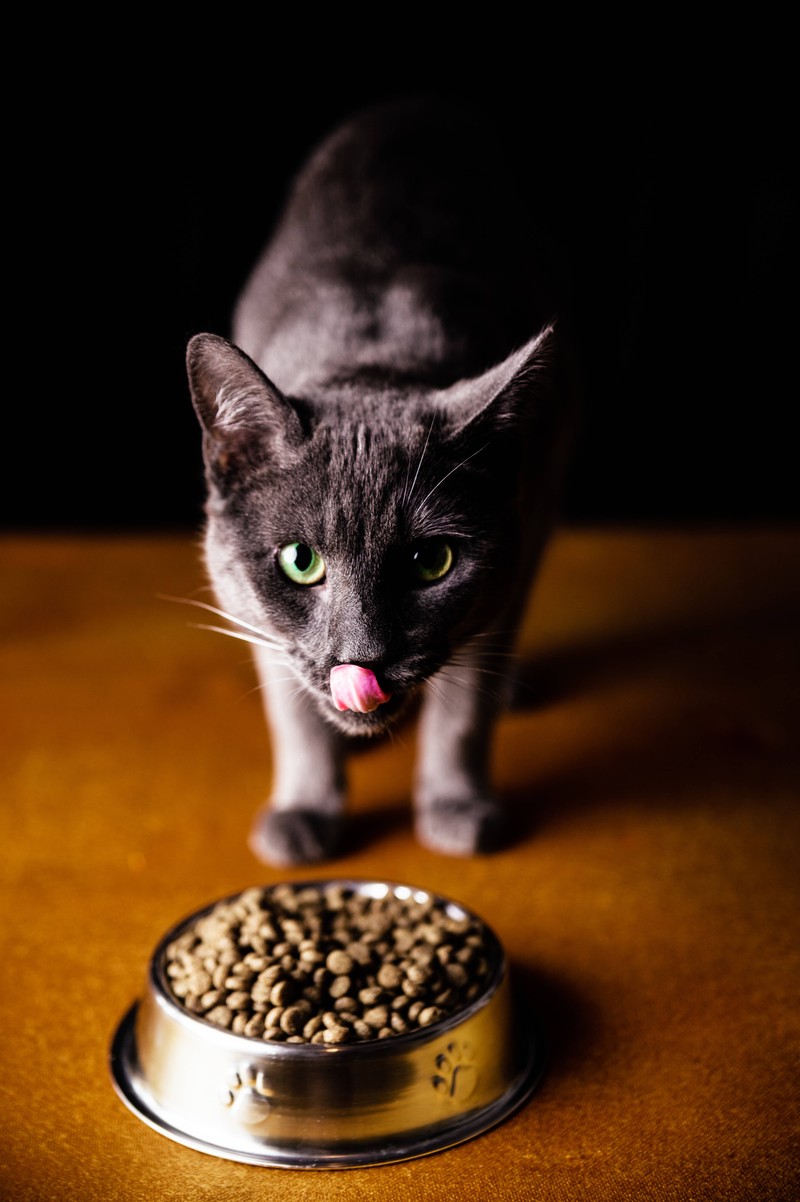 Auch wenn deine Katze am Tisch bettelt ist es wichtig ihr kein rohes Fleisch zu geben. Stattdessen solltest du bei deiner Katze auf eine gesunde Ernährung setzen, um einen Wurmbefall zu vermeiden.