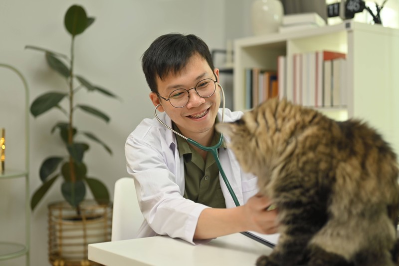 Das A und O damit deine Katze nicht von Würmern befallen wird, sind regelmäßige Tierarztbesuche.