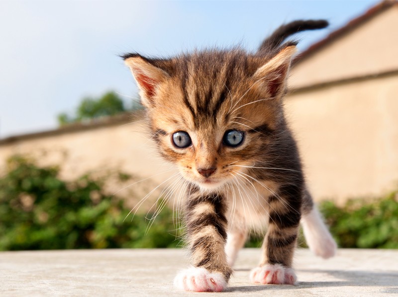 Entwurmungspasten sind eine gute Alternativmöglichkeit, wenn deine Katze Probleme mit Tabletten hat.