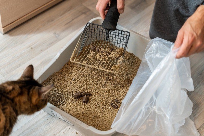 Es ist vor allem wichtig, die Umgebung der Katze sauber zu halten. Dazu zählt bei Hauskatzen auch die regelmäßige Reinigung des Katzenklos.