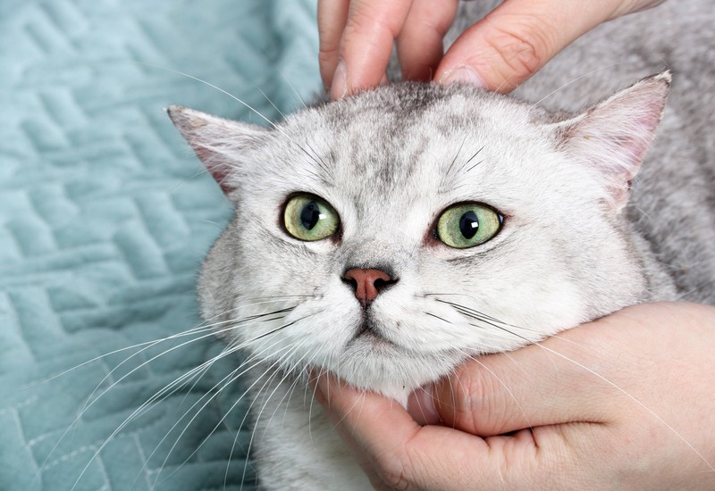 Würmer bei Katzen sind eine unschöne Sache. Die Ursachen, Symptome und Therapiemöglichkeiten solltest du beachten.