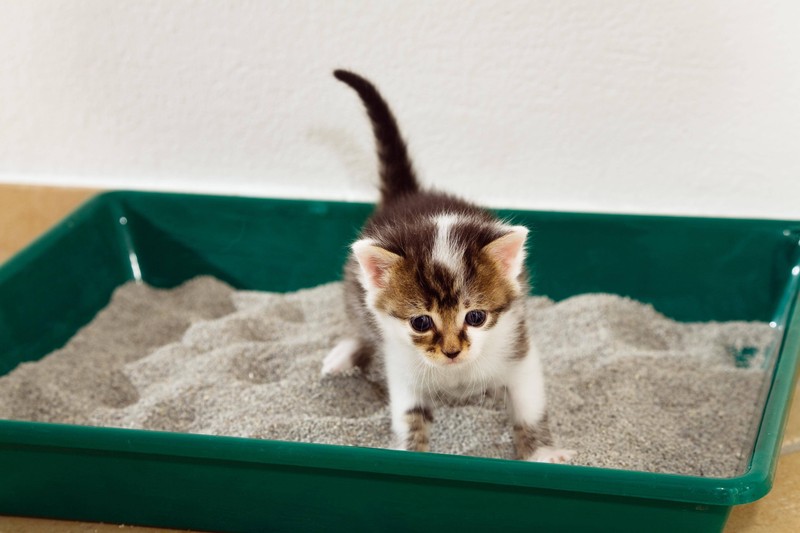 Das Trinken von verunreinigtem Wasser stellt eine weitere mögliche Ursache für Durchfall bei Katzen dar.