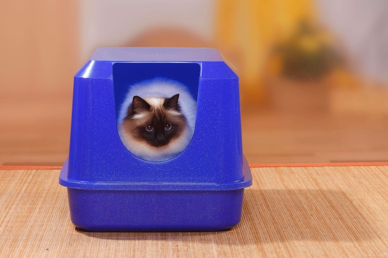 Eine der häufigsten Ursachen für Durchfall bei Katzen ist die Unverträglichkeit gegenüber bestimmten Nahrungsmitteln oder Zutaten im Futter.
