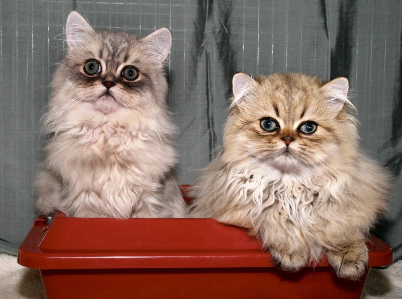 In diesem Artikel werden wir uns ausführlich mit den Ursachen von Durchfall bei Katzen beschäftigen