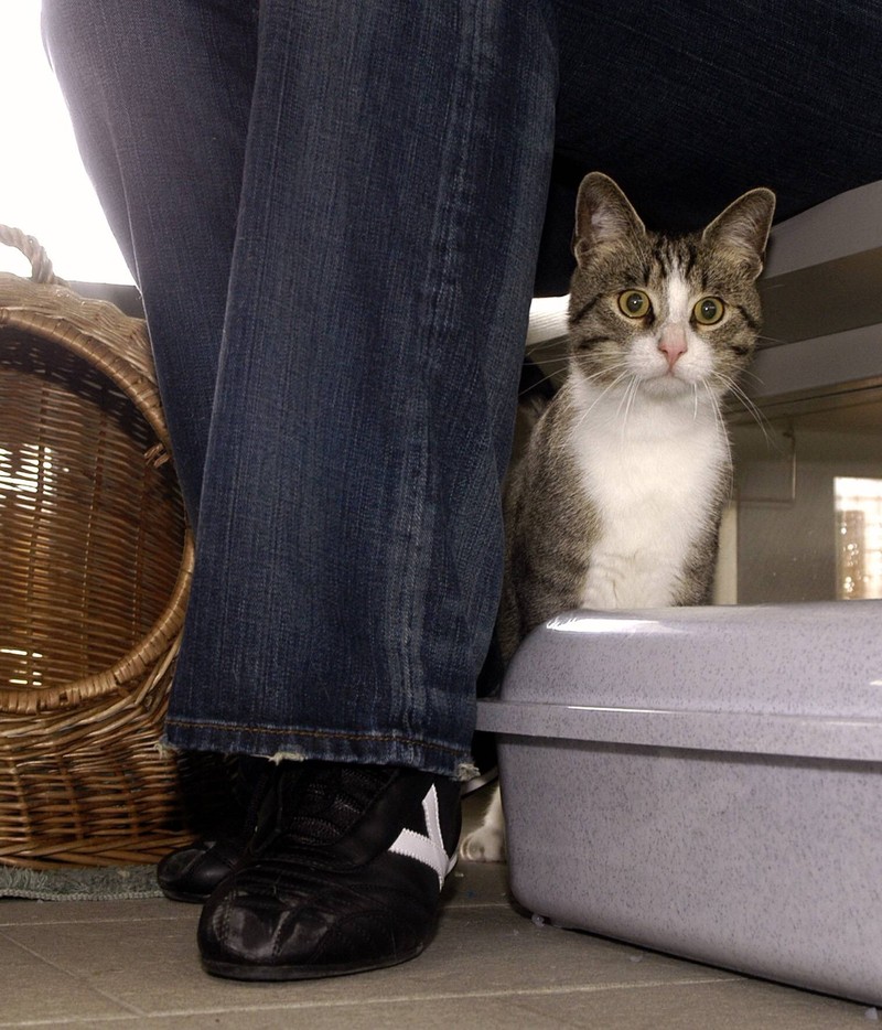 Medikamente können bei Katzen Durchfall als Nebenwirkung verursachen.