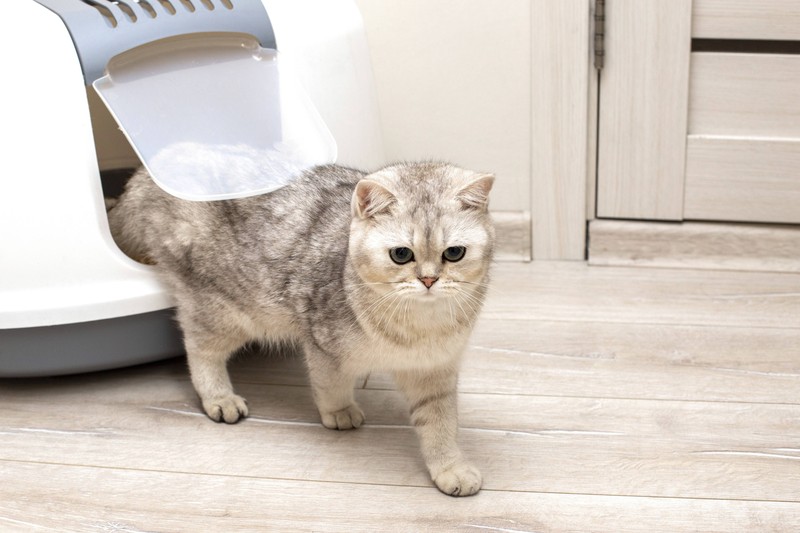 Stress kann bei Katzen Durchfall auslösen, da du äußerst empfindlich auf Veränderungen in deiner Umgebung reagierst.