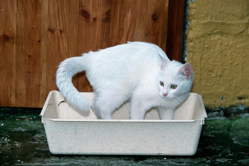 Verschiedene Arten von Bakterien, Viren oder Parasiten können Magen-Darm-Infektionen bei Katzen verursachen.