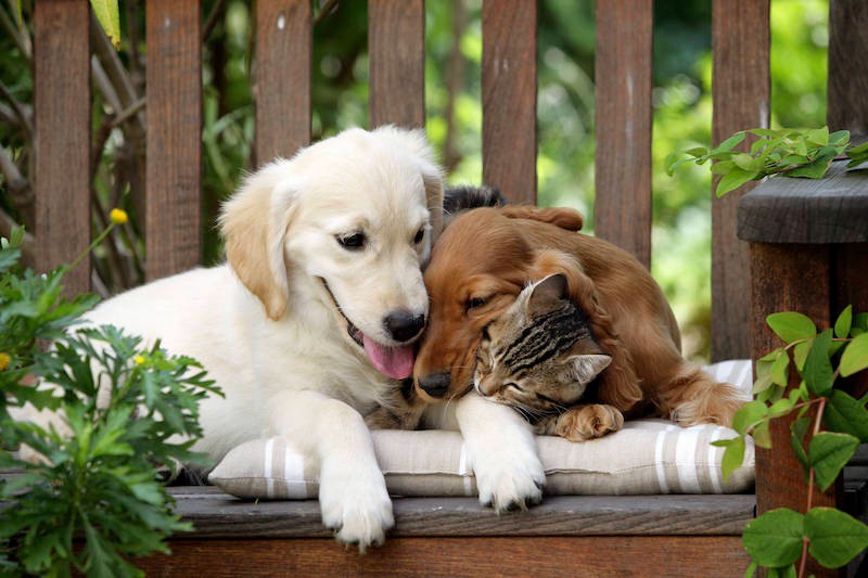 Katzen und Hunde können gut miteinander auskommen.