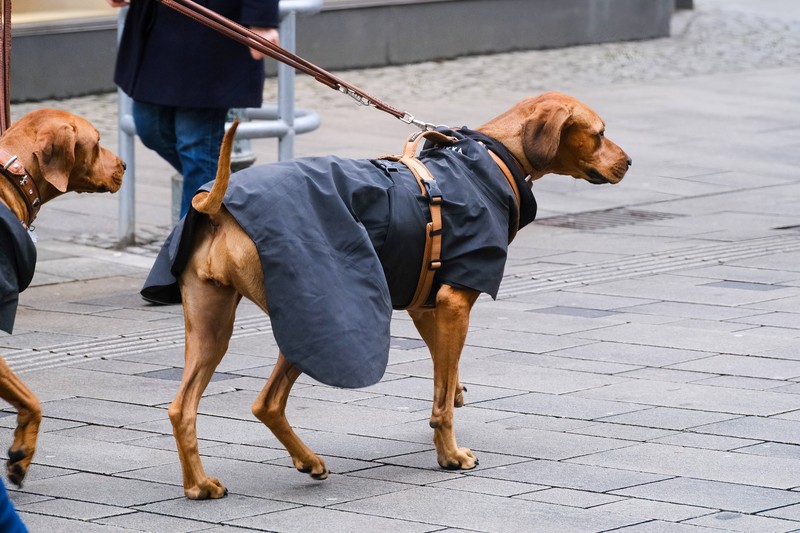 Hunde mit dünnem Fell brauchen eine Jacke