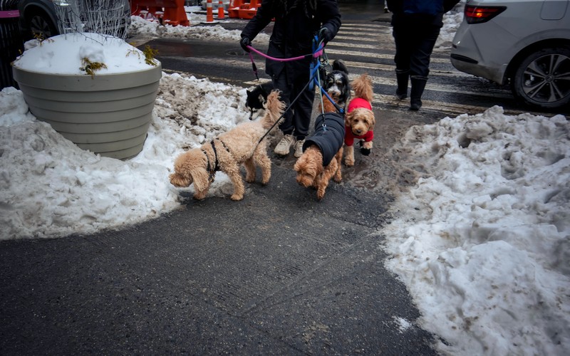 Im Winter muss man vor allem die Pfoten seines Hundes schützen.