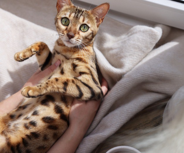 Die Bengalkatze, mit ihrem exotischen, wilden Aussehen, ist eine der umstrittensten Rassen in der Katzenwelt.