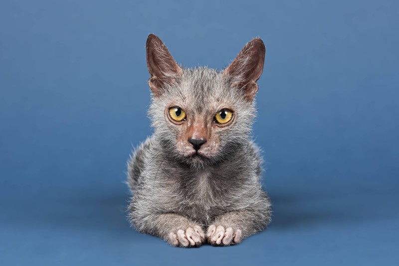 Die Lykoi-Katze, auch bekannt als Werwolf-Katze, ist eine relativ neue Rasse, die durch eine natürliche Mutation entstanden ist.