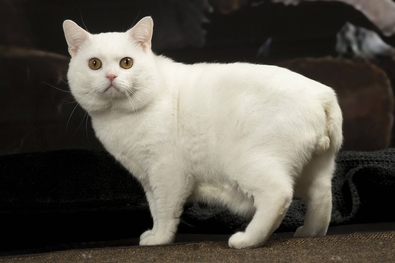 Die Manx-Katze, bekannt für ihr fehlendes oder kurzes Schwanzstummel, trägt eine Genmutation, die auch zu Missbildungen an der Wirbelsäule führen kann