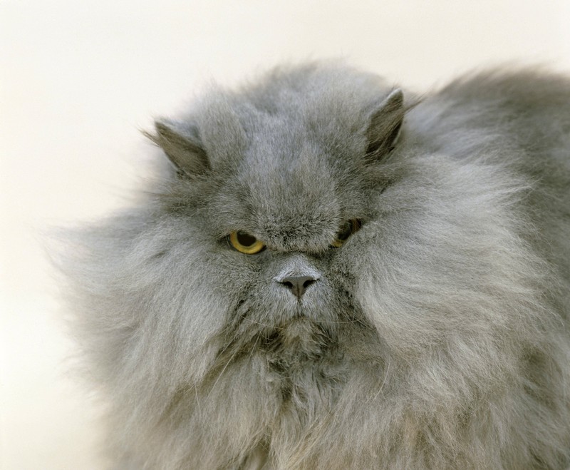 Die Perserkatze, bekannt für ihr langes, üppiges Fell und ihre platten Gesichter, ist eine der ältesten und beliebtesten Katzenrassen weltweit. D