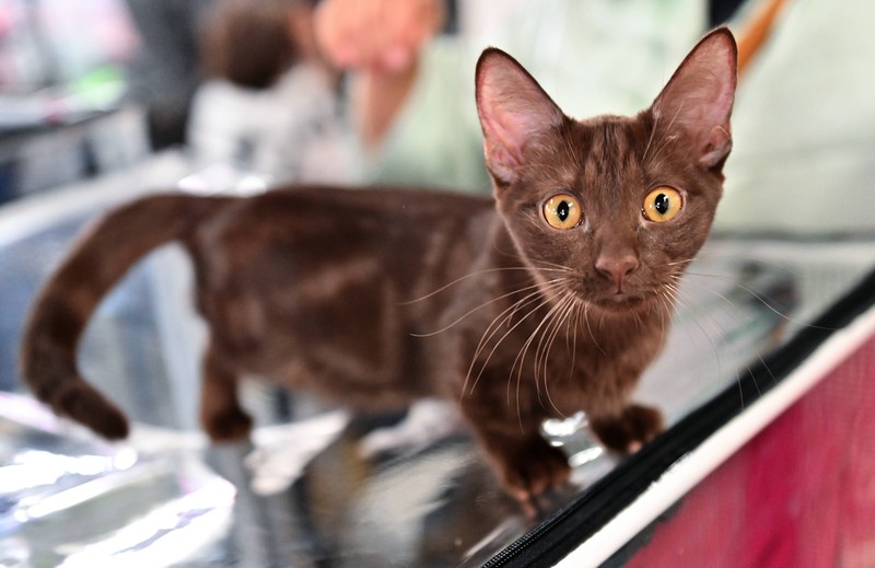 Die Zucht der süßen Munchkin-Katze, mit ihren verkürzten Beinen durch eine genetische Mutation, ist extrem umstritten