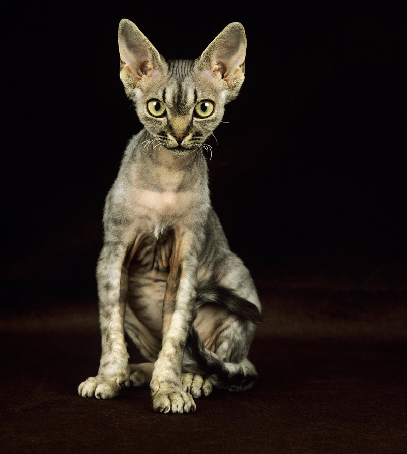 Rex-Katzen, mit ihren einzigartigen, gelockten Fellen, sind ein Hingucker in der Katzenwelt.