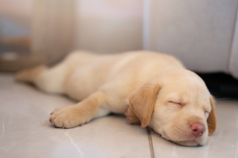 Das zucken im Schlaf könnte bedeuten, dass dein Hund gerade träumt.