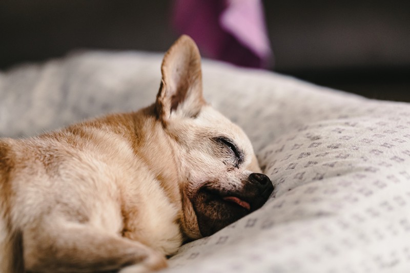 Ein an Schmerzen leidender Hund kann auch im Schlaf zucken.