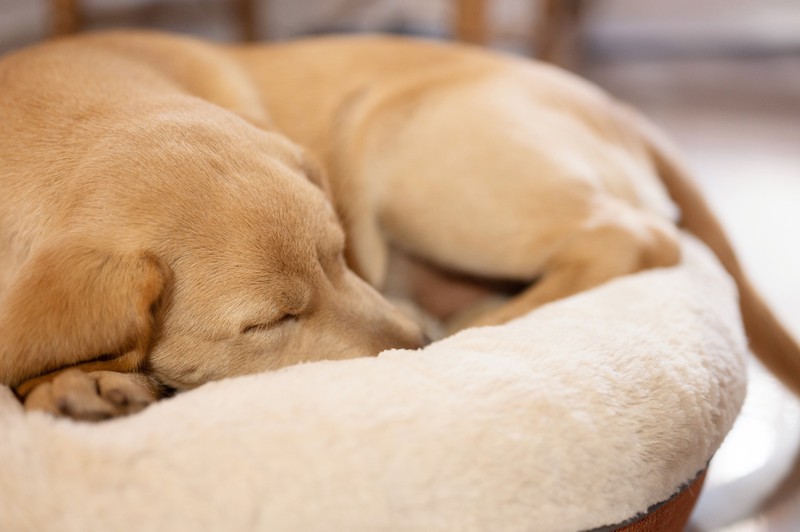 Ein schlafender Hund kann Muskelreflexe haben und deshalb zucken.