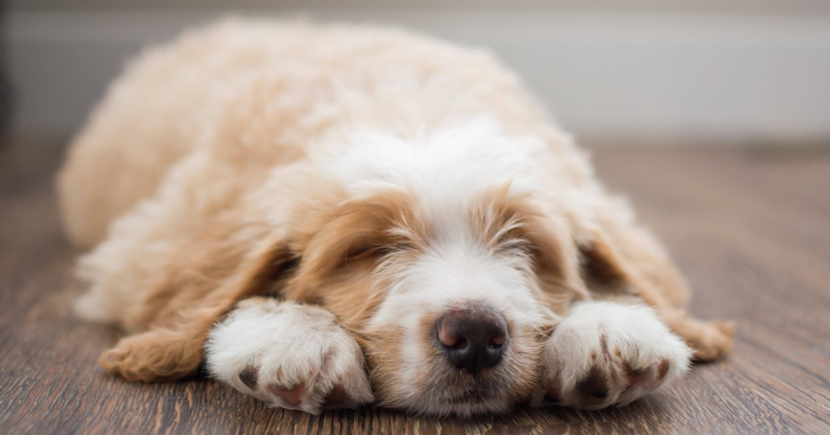 10 Gründe: Warum zuckt mein Hund im Schlaf?