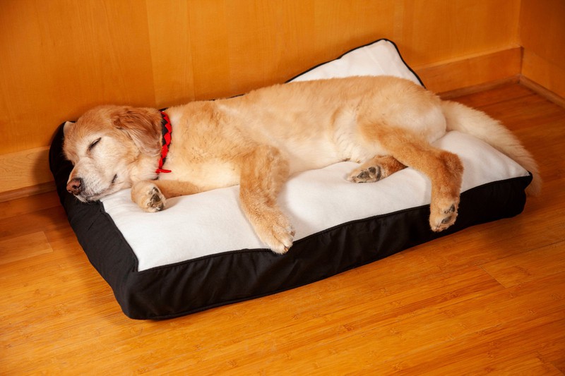 Wenn ein Hund schläft, kann er im Schlaf zucken.