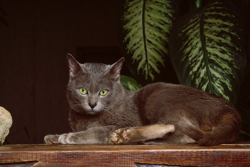 Die Korat-Katze gilt in Thailand als Glücksbringer.