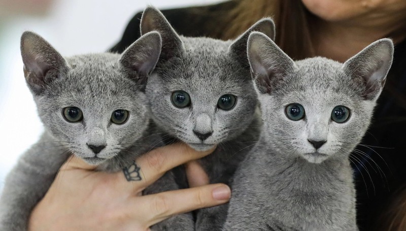 Die Russian Blue Cat gehört zu den teuersten Katzenrassen der Welt.
