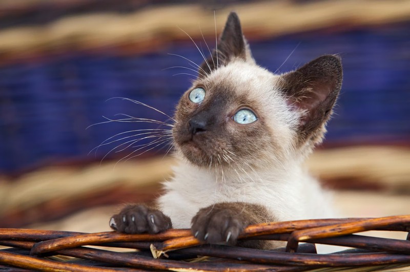 Die Siamkatze ist bekannt für ihre markanten blauen Augen und ihre gesprächige Art.