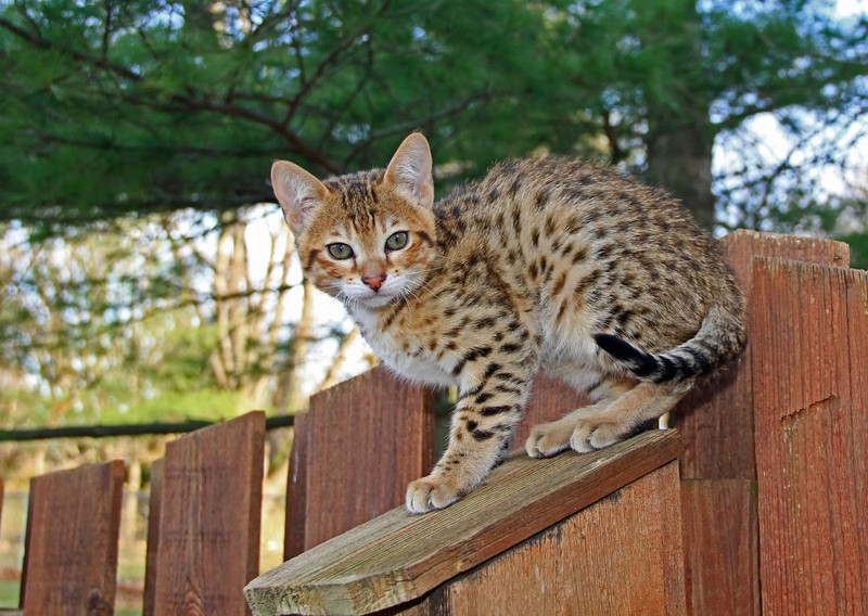 Savannah-Katzen sind bekannt für ihre Größe und ihren stolzen Preis.