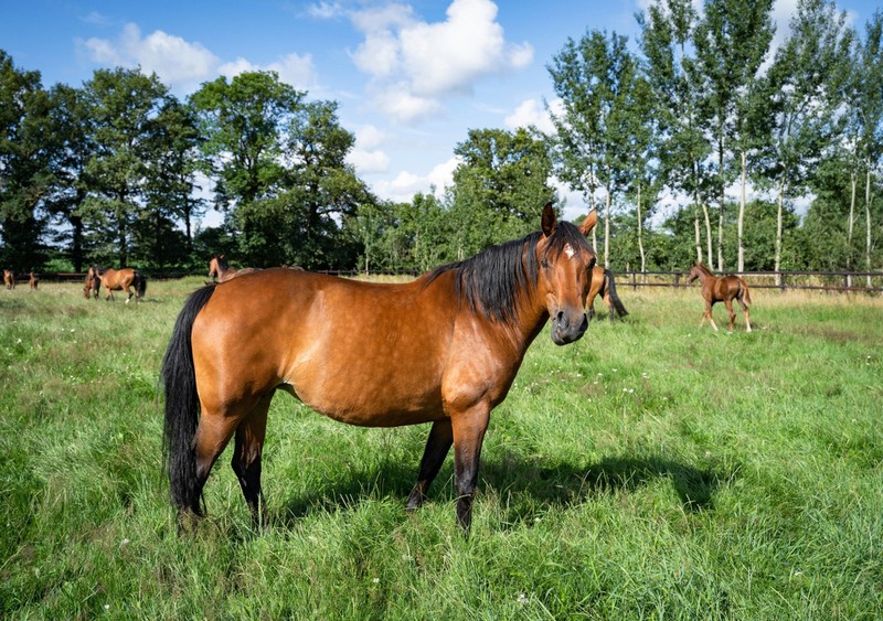 Hannoveraner sind vor allem im Sportbereich eine beliebte Pferderasse.