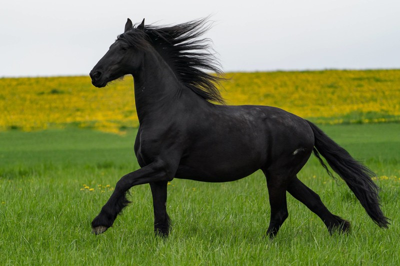 Wegen seines stolzen und eleganten Auftretens ist der Friese eine beliebte Pferderasse in Deutschland.