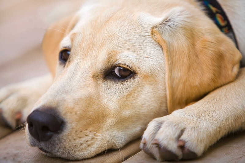 Viele Hunde graben aus Langeweile. Das Verhalten ist dann oft unerwünscht, hat aber seine Gründe.