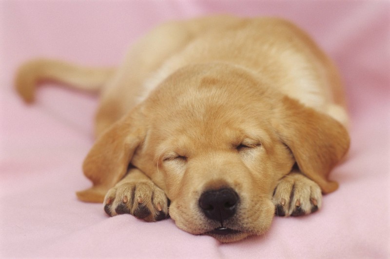 Hast du schonmal über die Schlafposition deines Hundes nachgedacht?