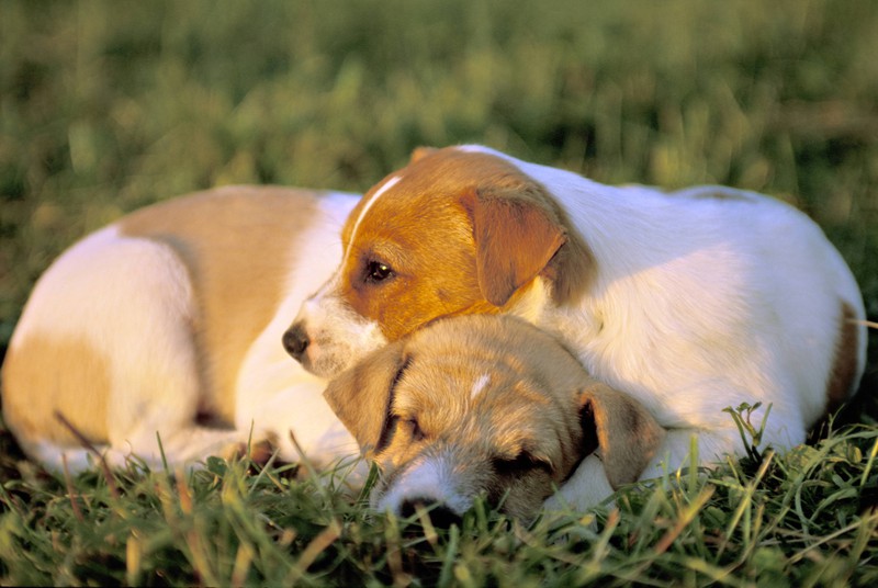 Hunde, die beim Schlafen Nähe suchen, haben eine enge Bindung aufgebaut.