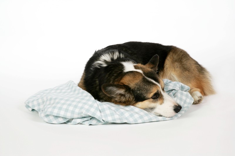 Schüchterne Hunde brauchen mehr Schutz beim Schlafen.