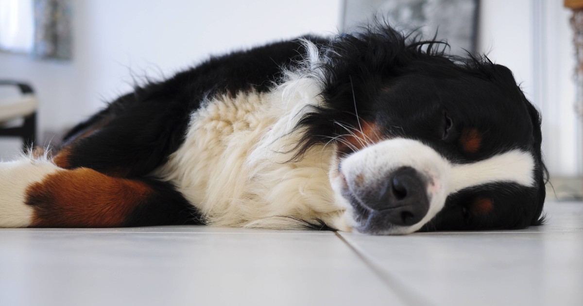 Was bedeutet die Schlafposition meines Hundes?