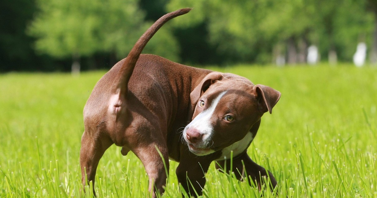 10 Gründe: Deshalb jagen Hunde ihren Schwanz
