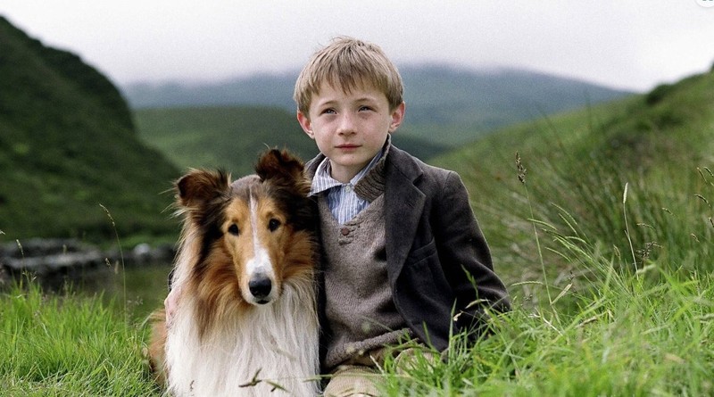 Lassie ist einer der berühmtesten Hunde der Welt.