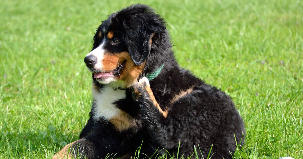 Juckreiz bei Hunden: Wieso kratzt sich mein Vierbeiner am Ohr?