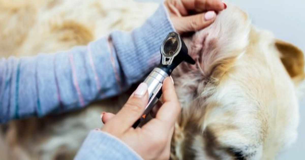 Juckreiz bei Hunden: Wieso kratzt sich mein Vierbeiner am Ohr?