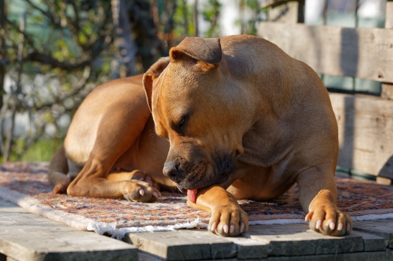 Dein Hund kratzt sich eventuell wegen zu trockener Haut.