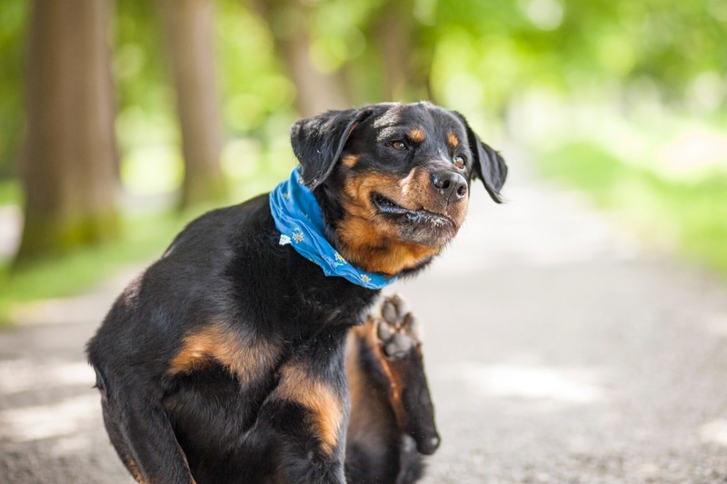 Es gibt einige Gründe, warum Hunde sich ständig am Ohr kratzen.